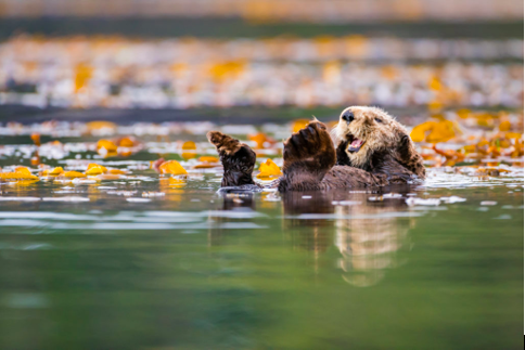 The Cultural Significance Of Oregons Sea Otters View The Future